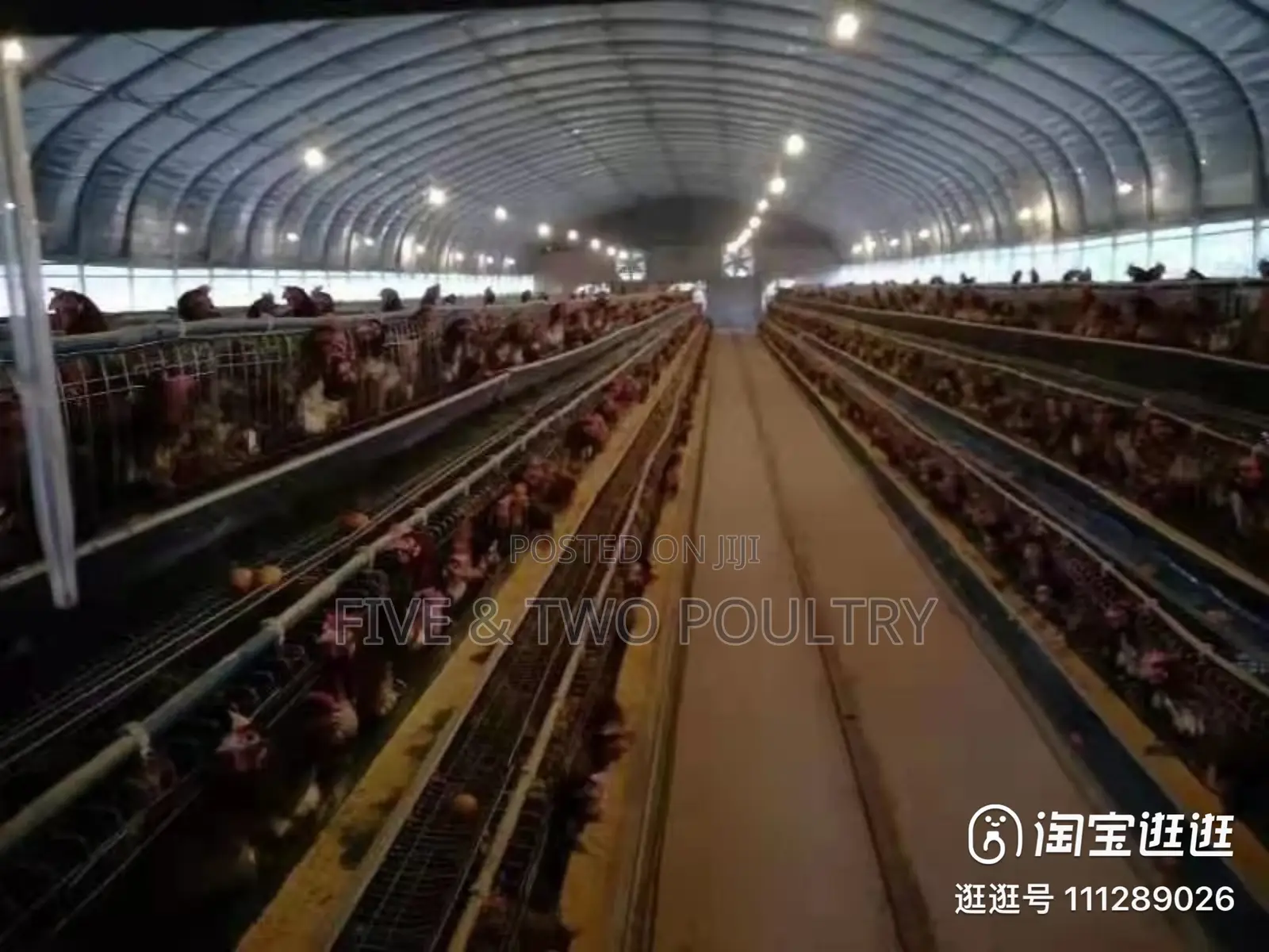 Poultry Cages (3000birds)