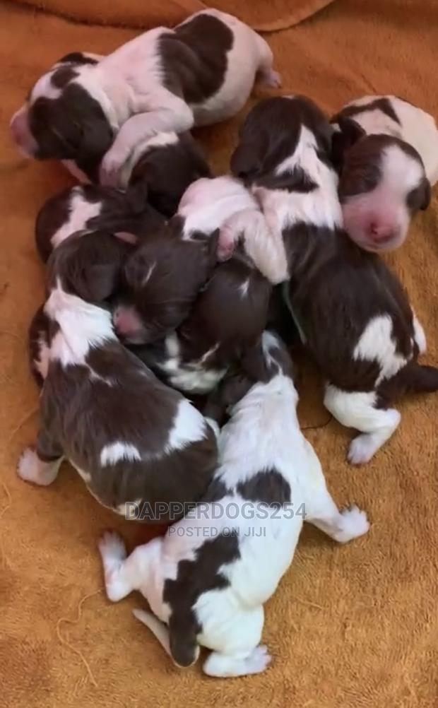 0-1 Month Male Purebred English Springer Spaniel