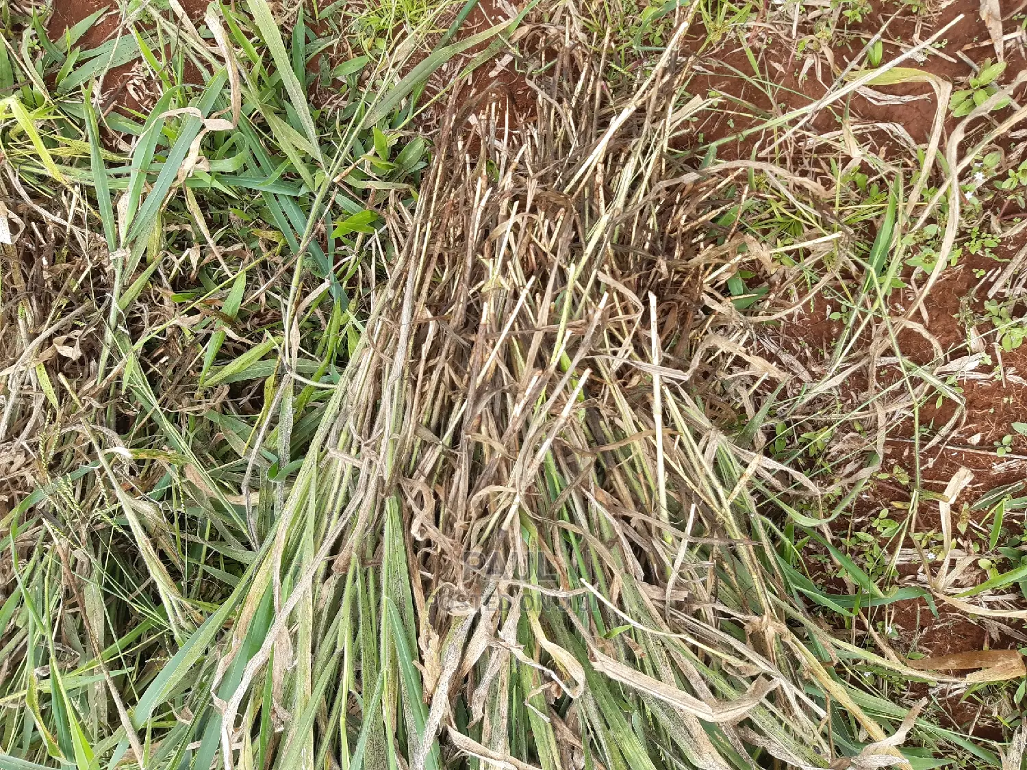 Brachiaria Seedlings (Mulato Ii) - Bracharia