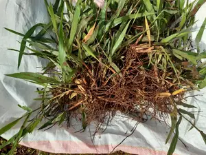 Brachiaria Seedlings (Mulato Ii) - Bracharia