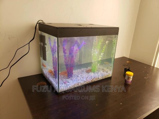 Complete Small Aquarium With Fish - main view