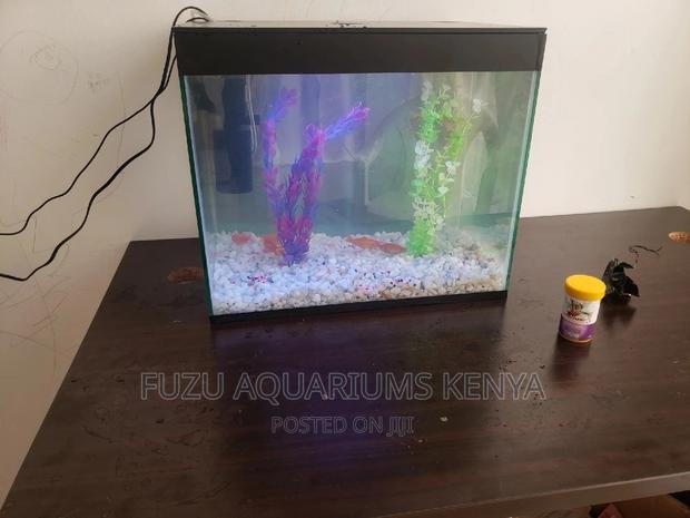 Complete Small Aquarium With Fish - thumbnail 3