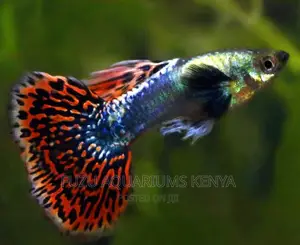 Guppies Both Male and Female