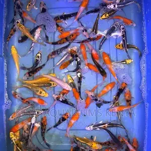 Koi Fish With a Variety of Different Colors