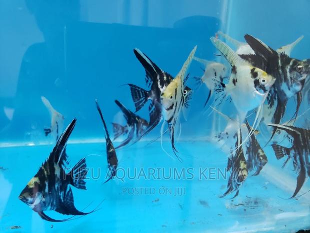 Angel Fish as Per the Pics - main view