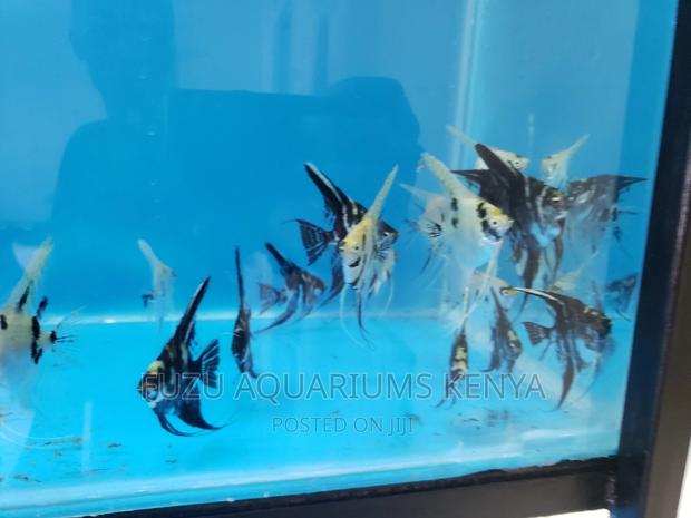 Angel Fish as Per the Pics - thumbnail 3