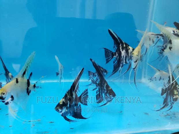 Angel Fish as Per the Pics - thumbnail 4