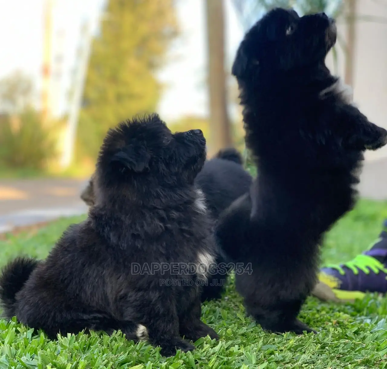 1-3 Month Male Purebred Havanese