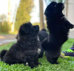 1-3 Month Male Purebred Havanese