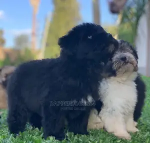 1-3 Month Male Purebred Havanese