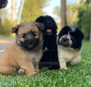 1-3 Month Male Purebred Havanese
