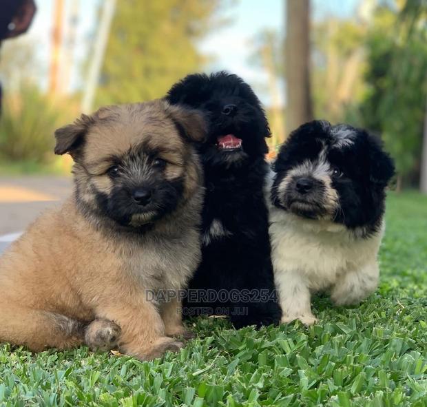 1-3 Month Male Purebred Havanese - thumbnail 2
