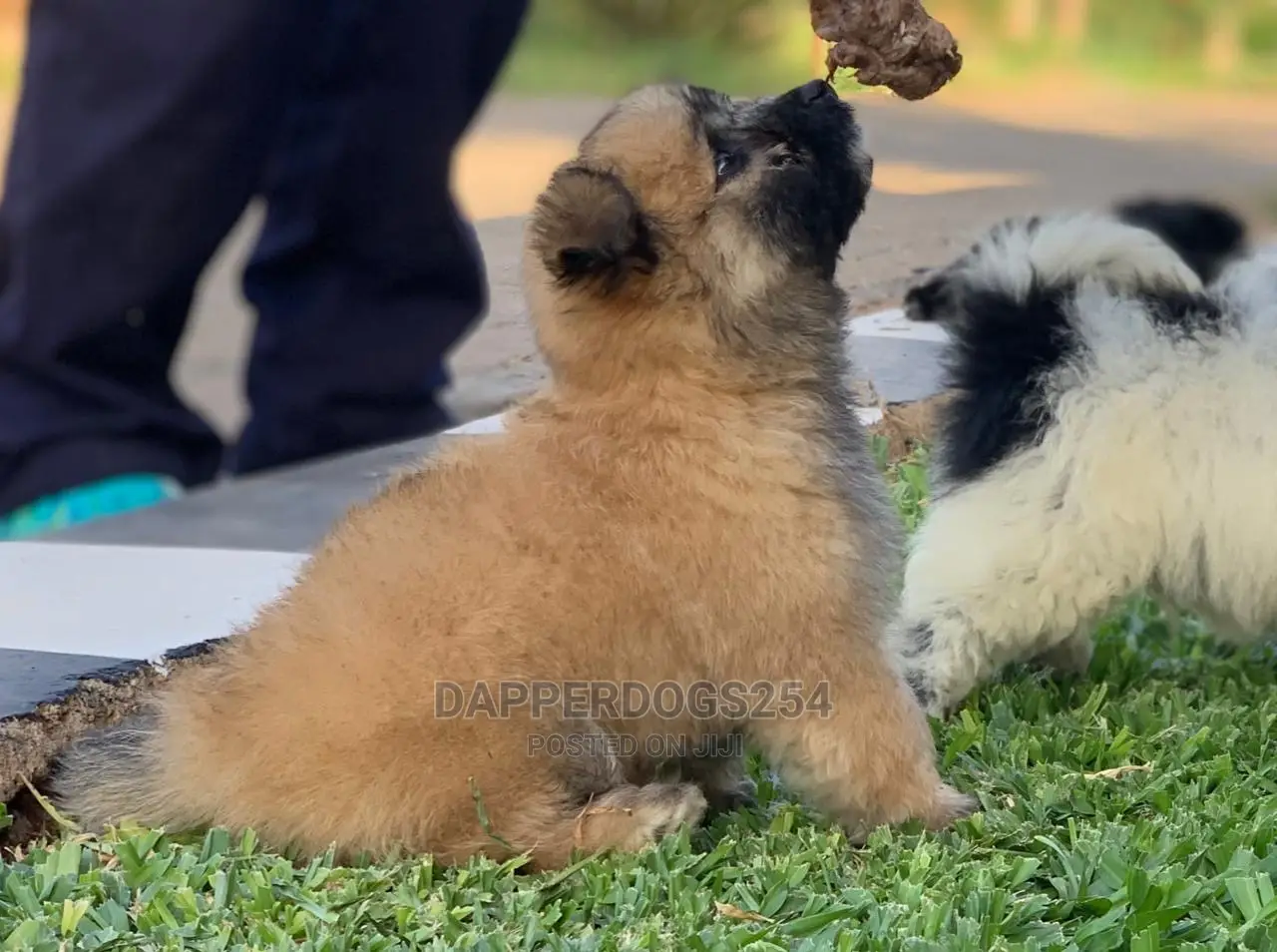 1-3 Month Male Purebred Havanese