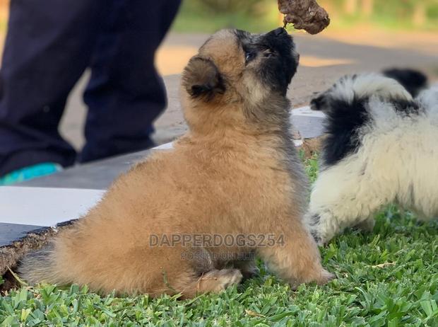 1-3 Month Male Purebred Havanese - thumbnail 9