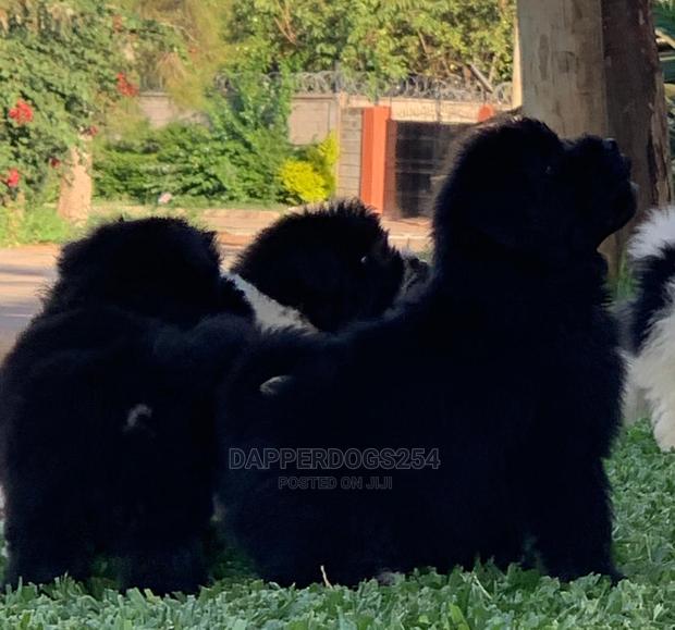 1-3 Month Male Purebred Havanese - thumbnail 7
