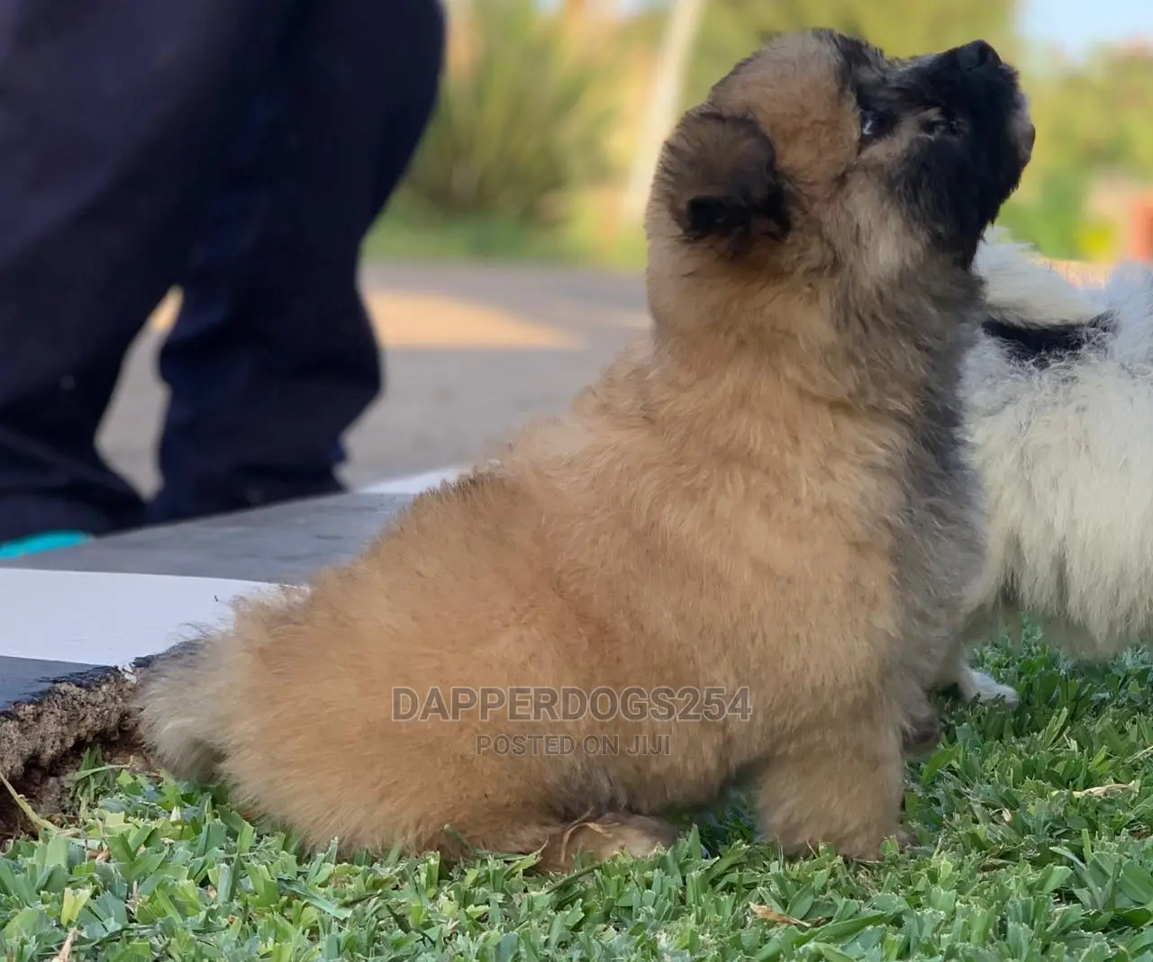 1-3 Month Male Purebred Havanese
