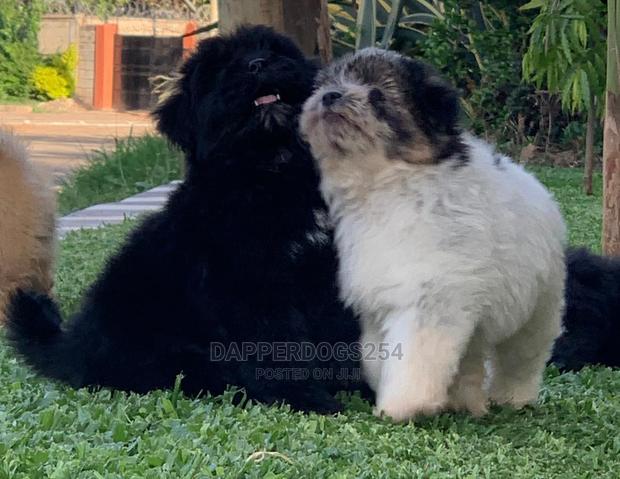 1-3 Month Male Purebred Havanese - thumbnail 10