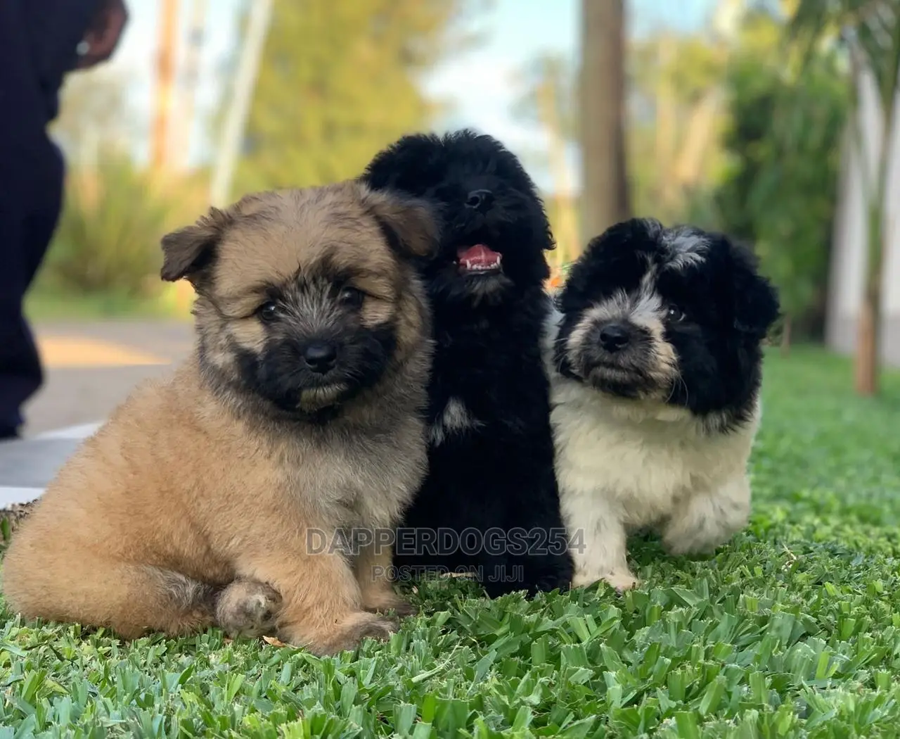 1-3 Month Male Purebred Havanese