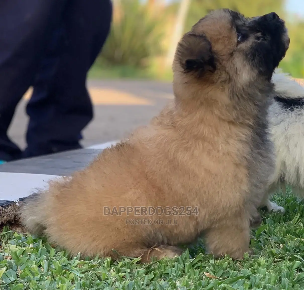 1-3 Month Male Purebred Havanese