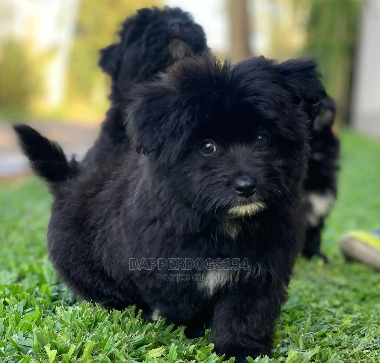 1-3 Month Male Purebred Havanese