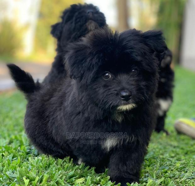 1-3 Month Male Purebred Havanese - thumbnail 3