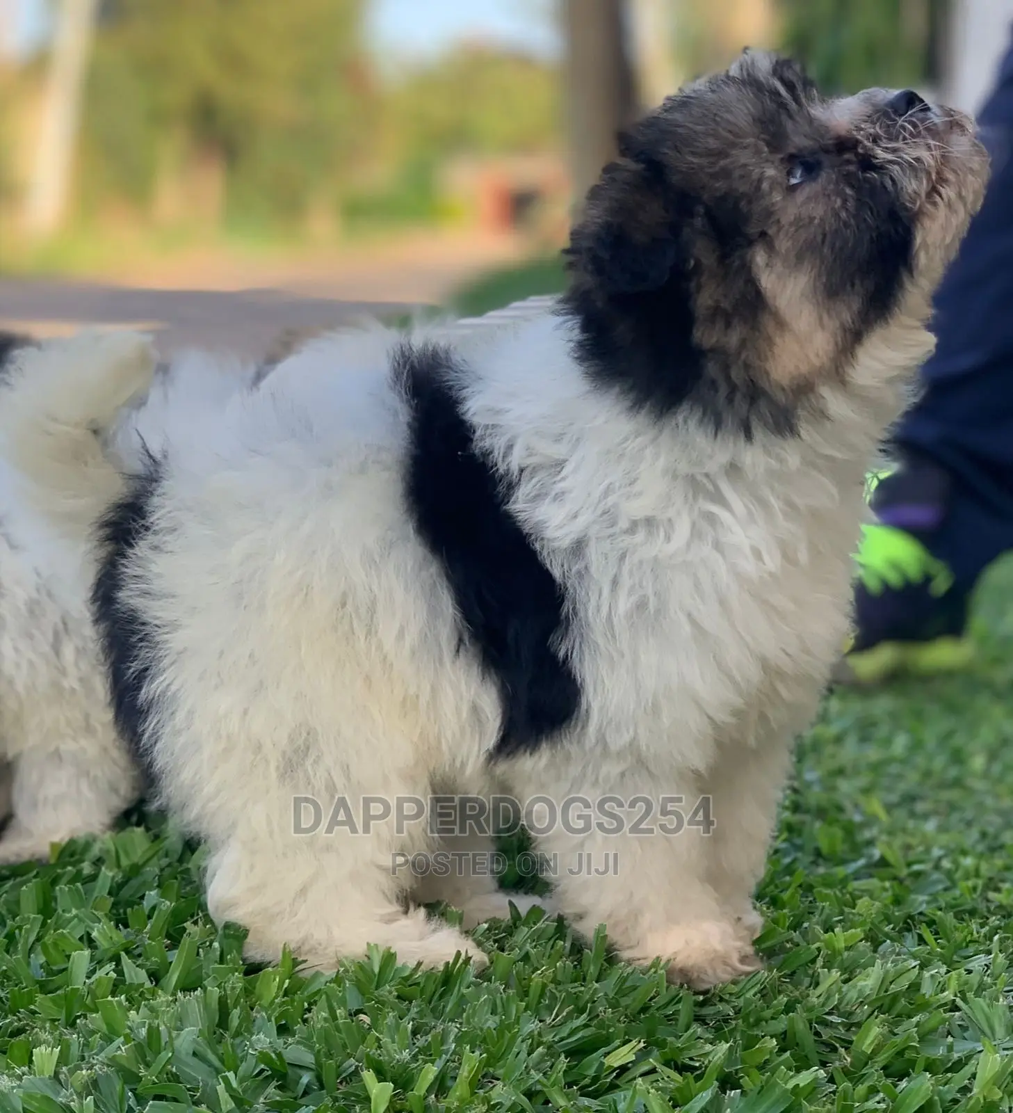 1-3 Month Male Purebred Havanese