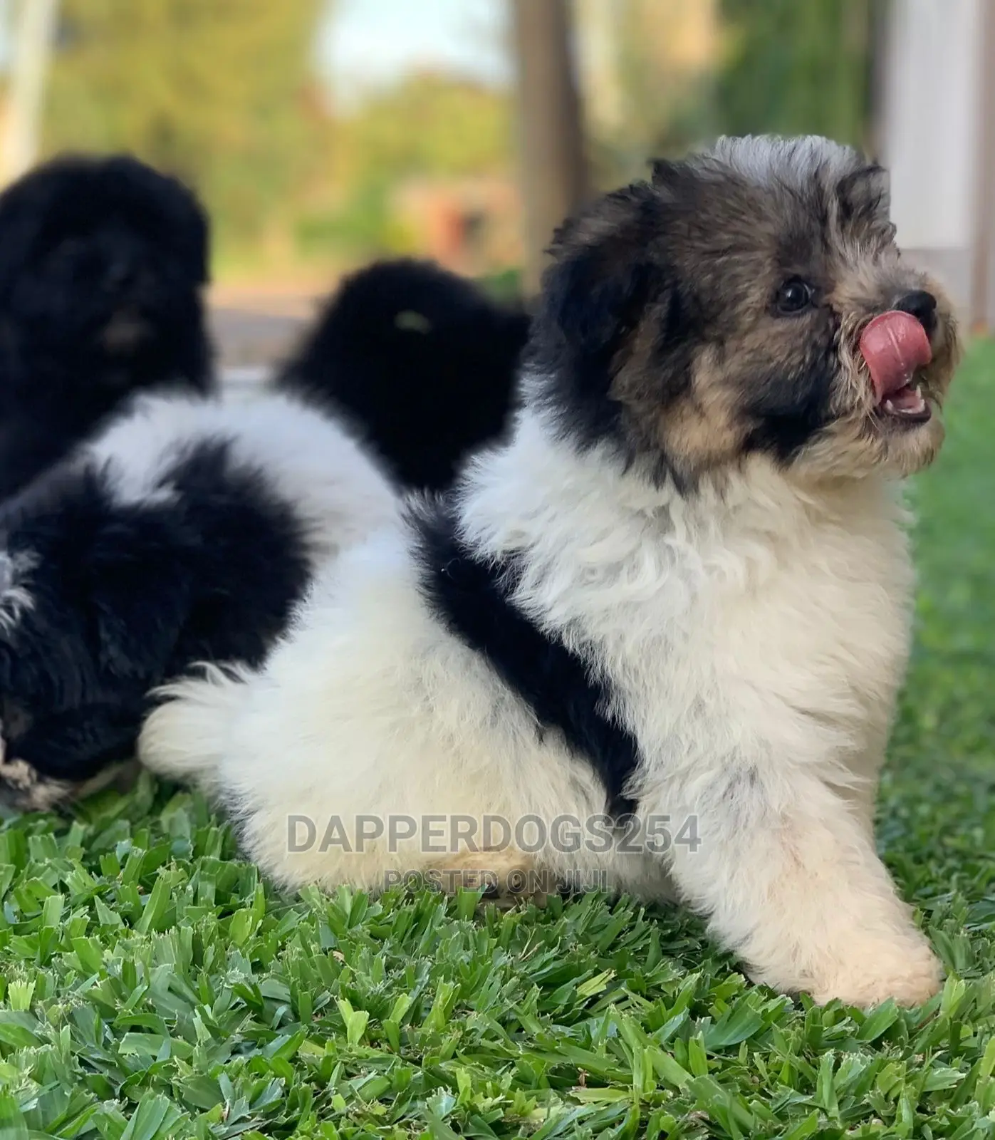 1-3 Month Male Purebred Havanese