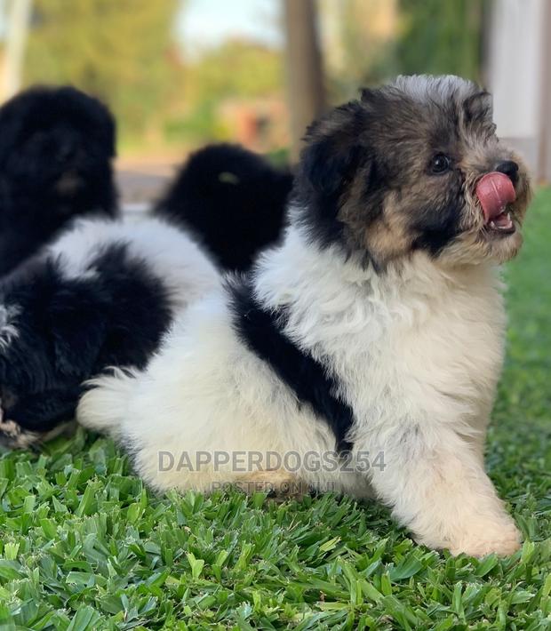 1-3 Month Male Purebred Havanese - thumbnail 13