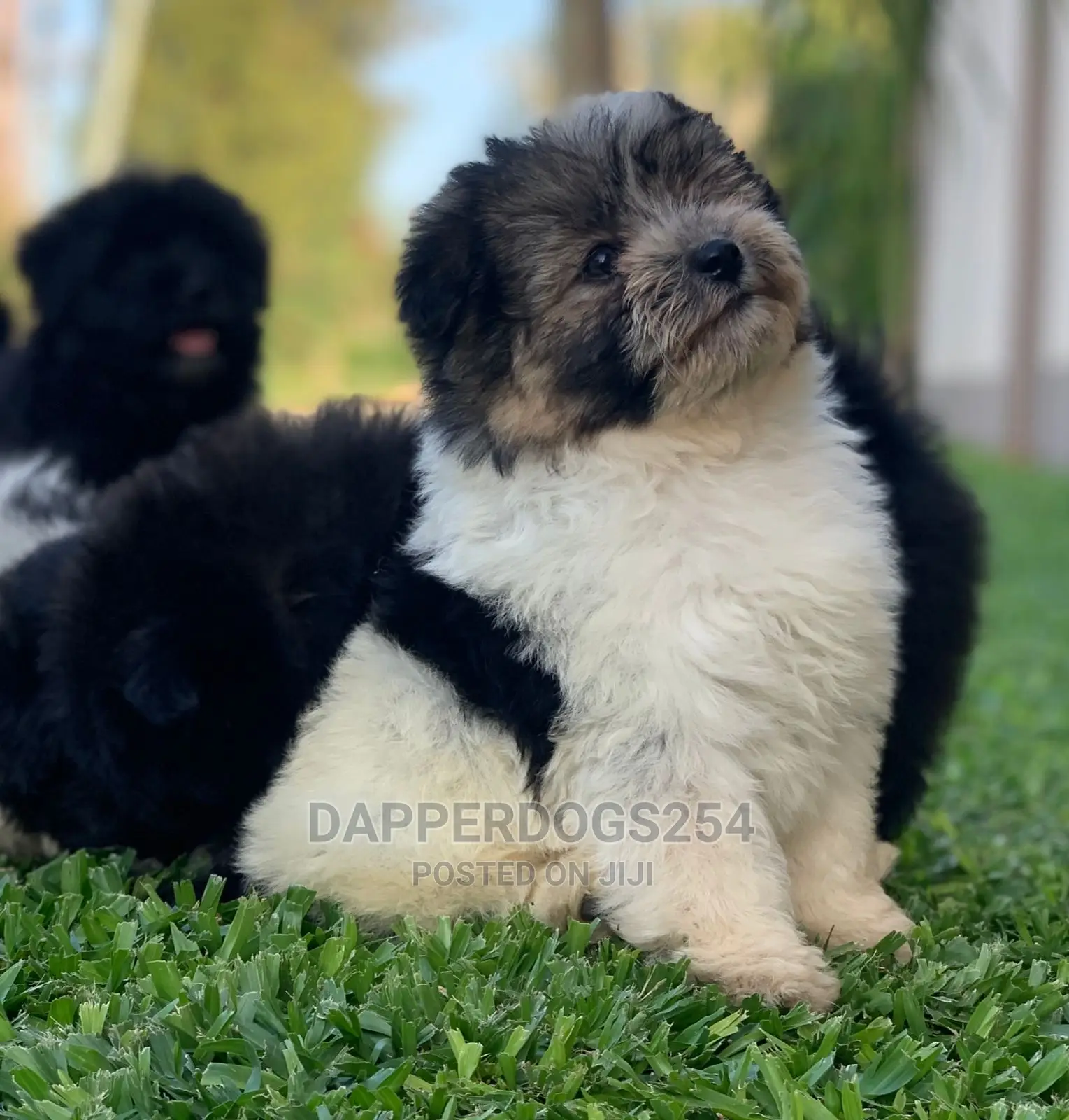 1-3 Month Male Purebred Havanese