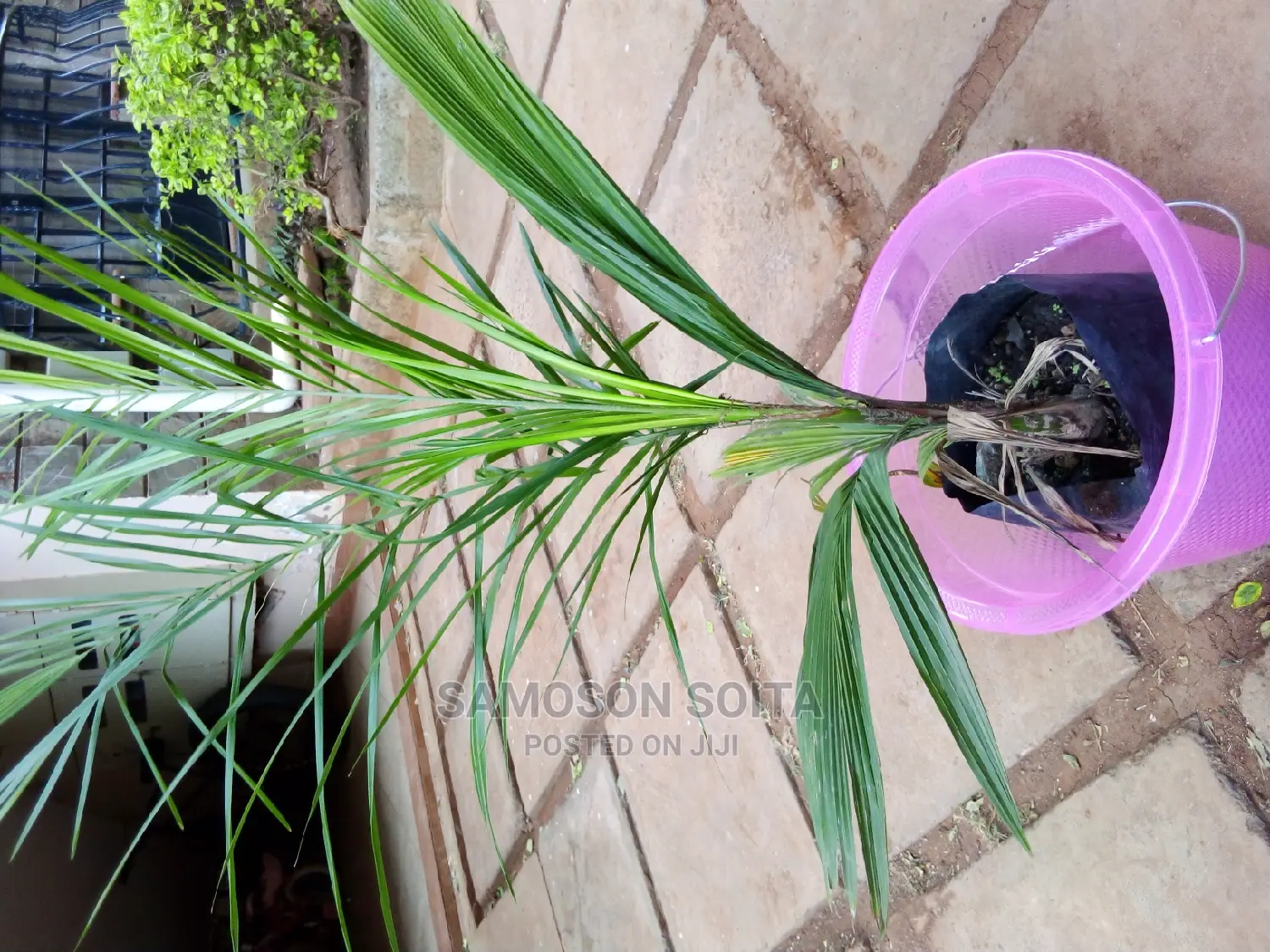 Shaping and Gardening
