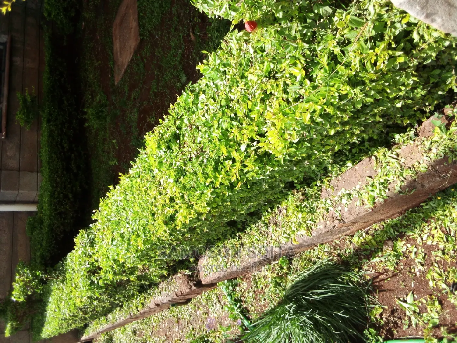 Shaping and Gardening