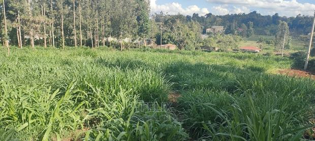 1/2 Acre Nyeri/Skuta - thumbnail 7
