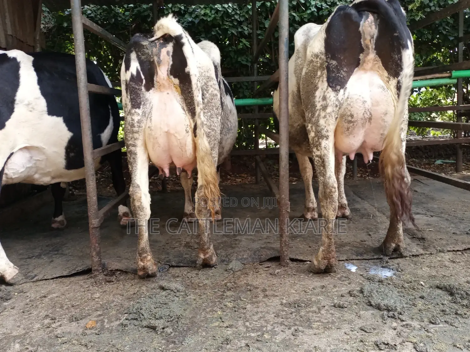 Dairy Cow Friesian Pedigrees