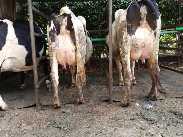 Dairy Cow Friesian Pedigrees - main view