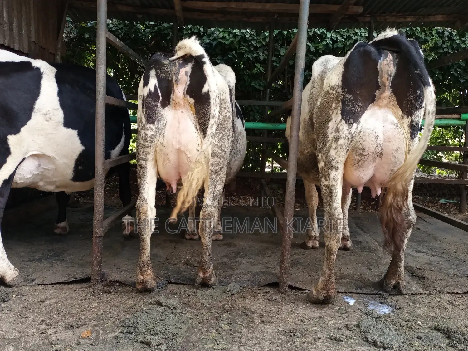 Dairy Cow Friesian Pedigrees