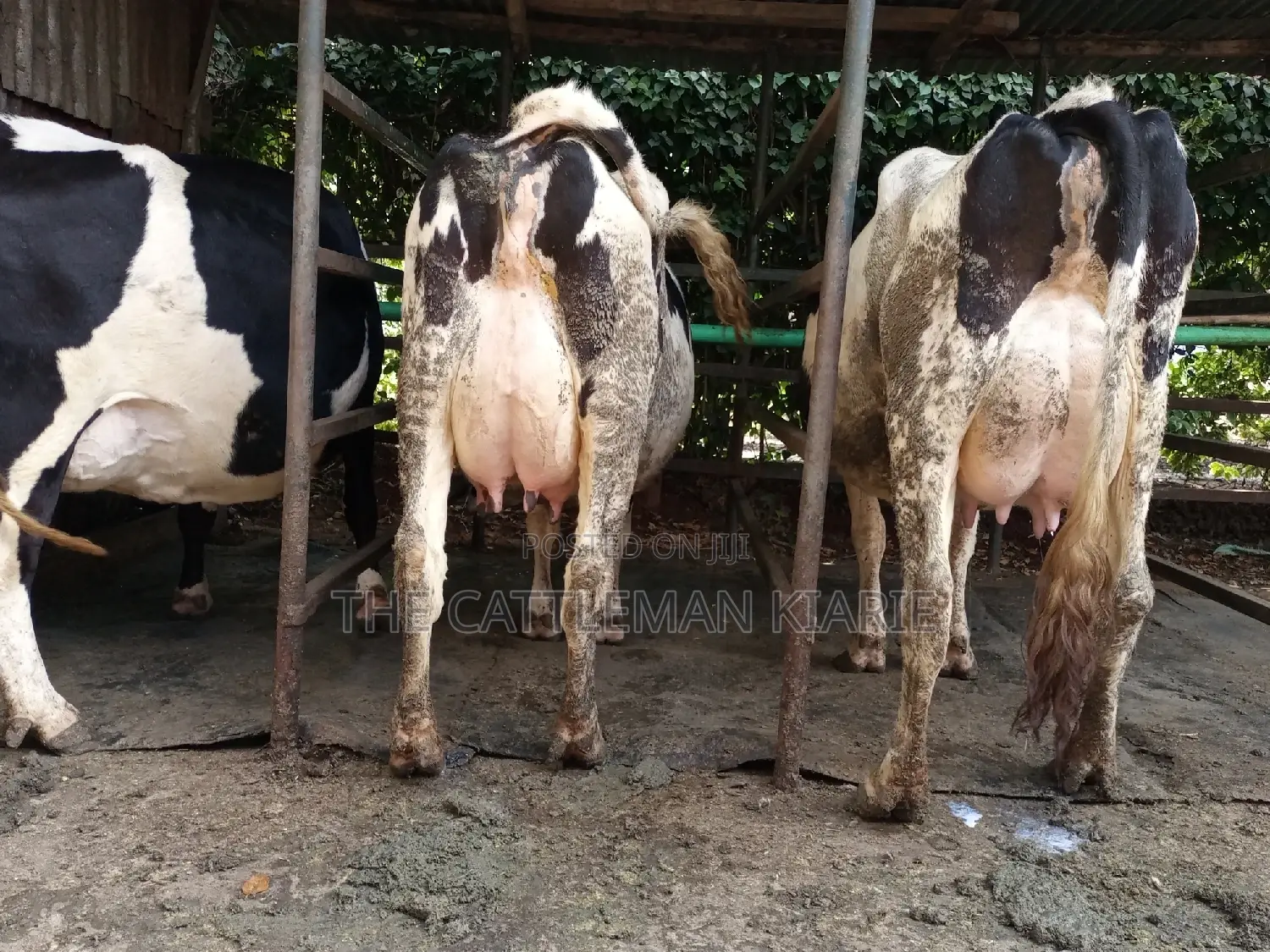 Dairy Cow Friesian Pedigrees