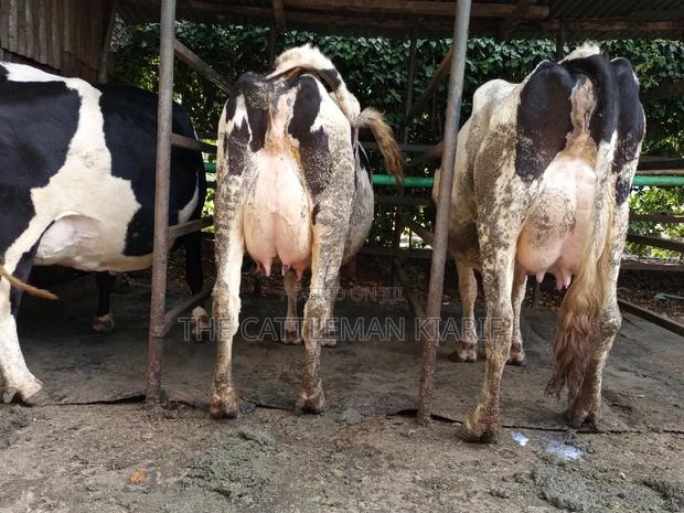 Dairy Cow Friesian Pedigrees - thumbnail 4