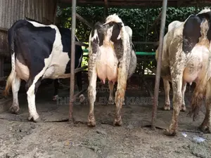 Dairy Cow Friesian Pedigrees