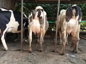 Dairy Cow Friesian Pedigrees