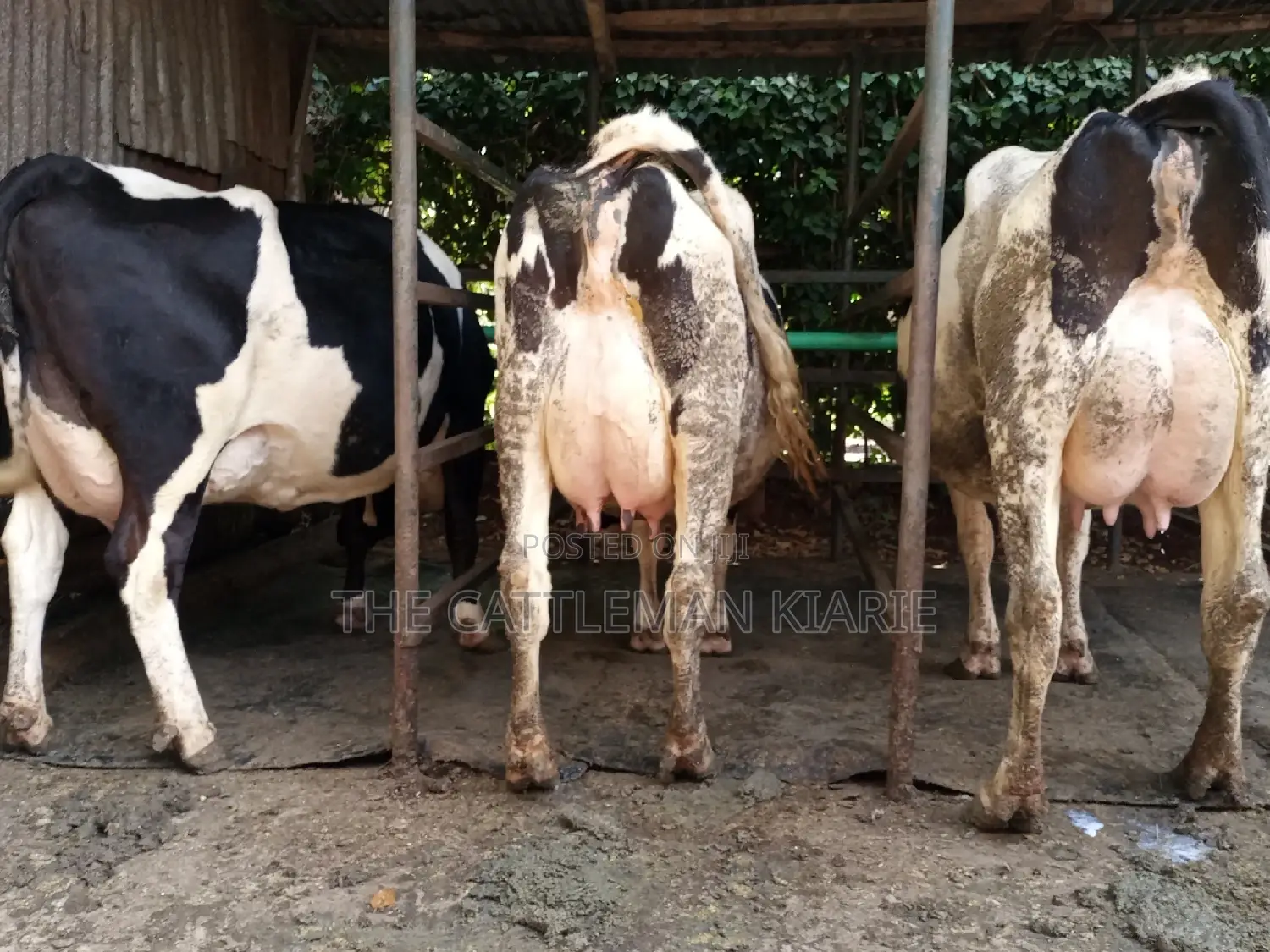 Dairy Cow Friesian Pedigrees