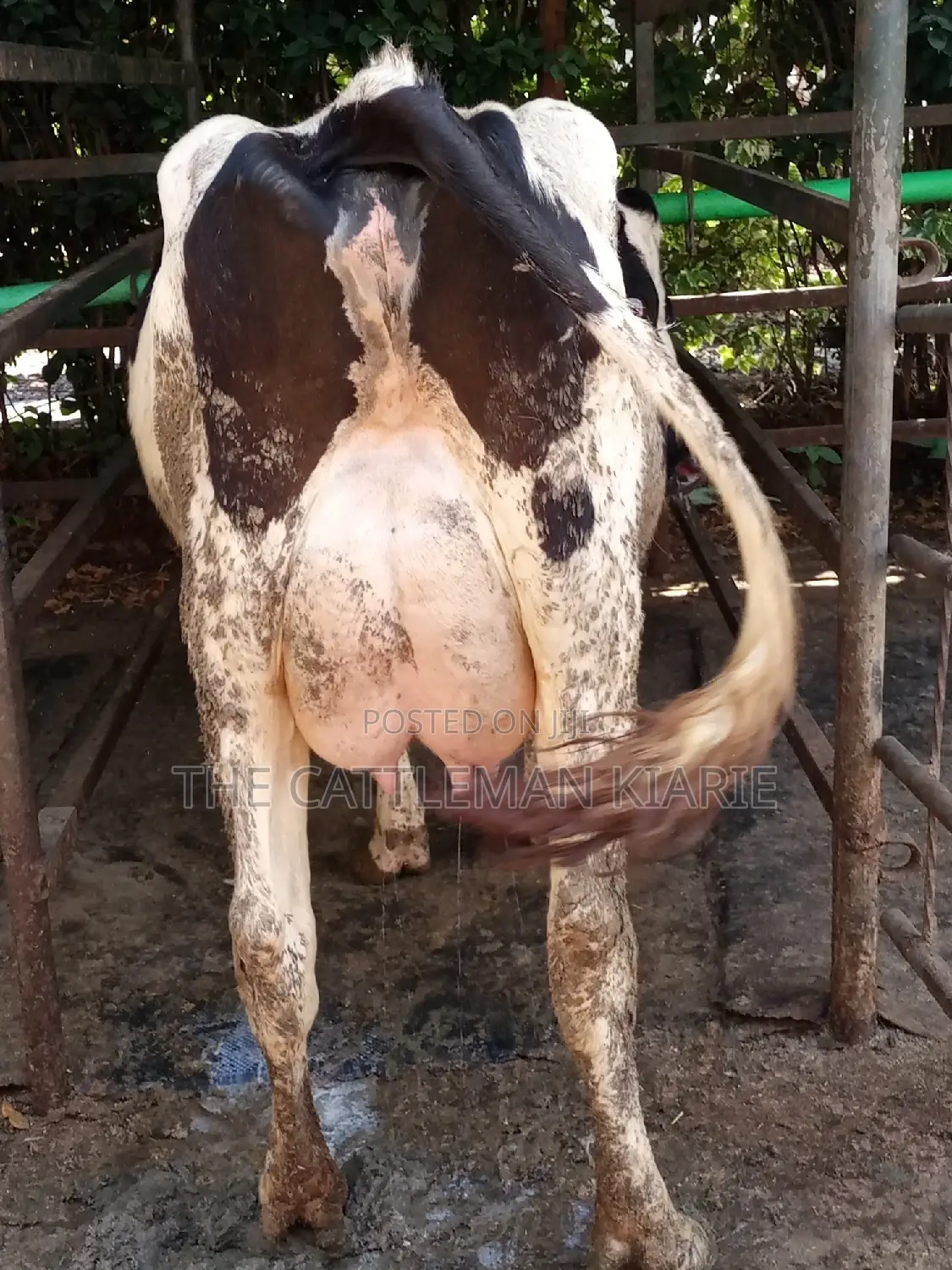 Dairy Cow Friesian Pedigrees