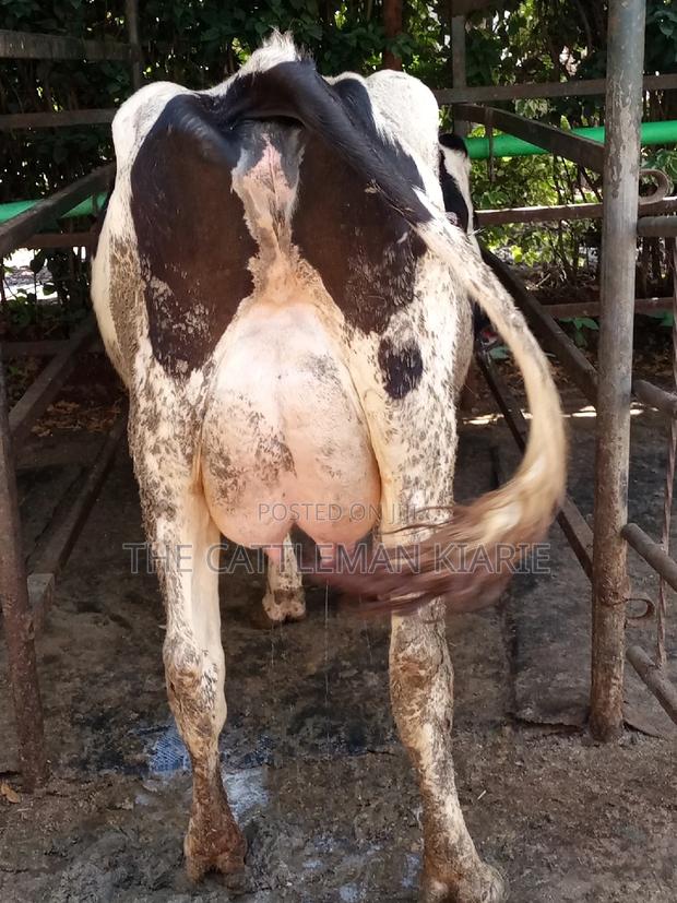 Dairy Cow Friesian Pedigrees - thumbnail 8