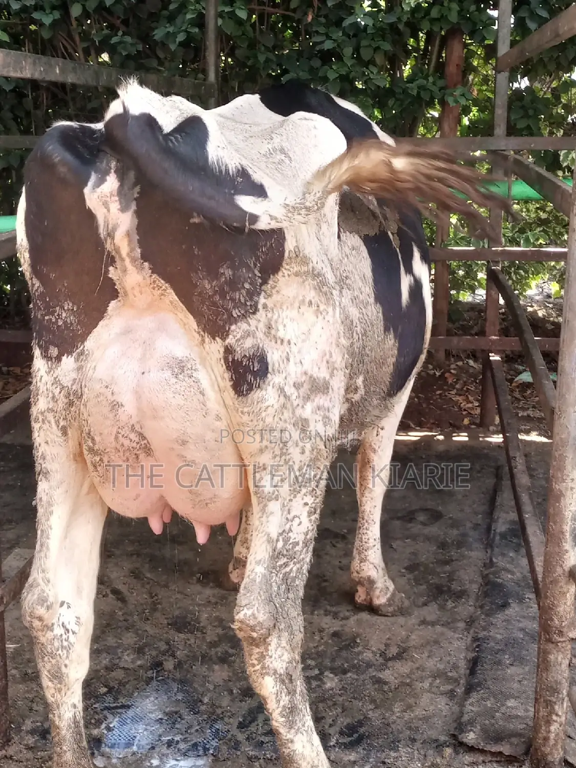 Dairy Cow Friesian Pedigrees