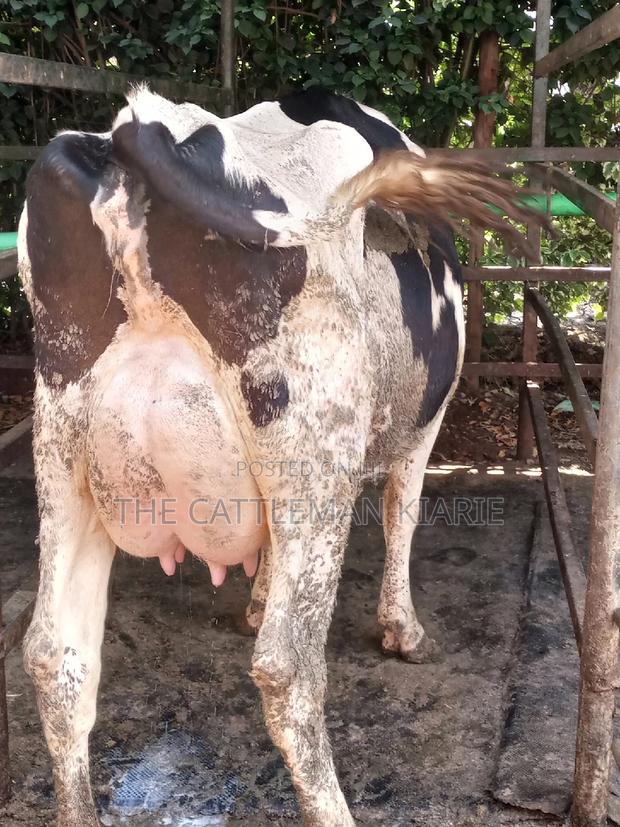 Dairy Cow Friesian Pedigrees - thumbnail 9