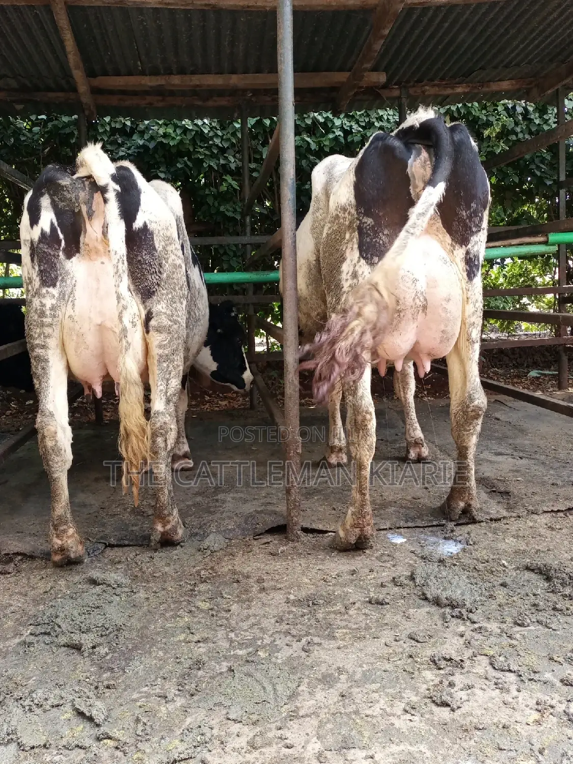 Dairy Cow Friesian Pedigrees