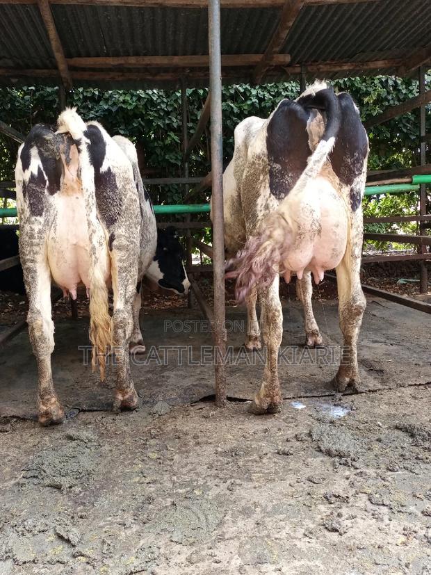 Dairy Cow Friesian Pedigrees - thumbnail 10