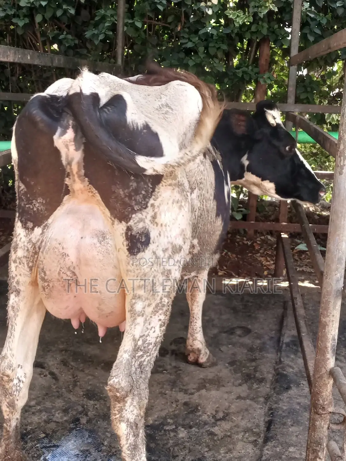 Dairy Cow Friesian Pedigrees