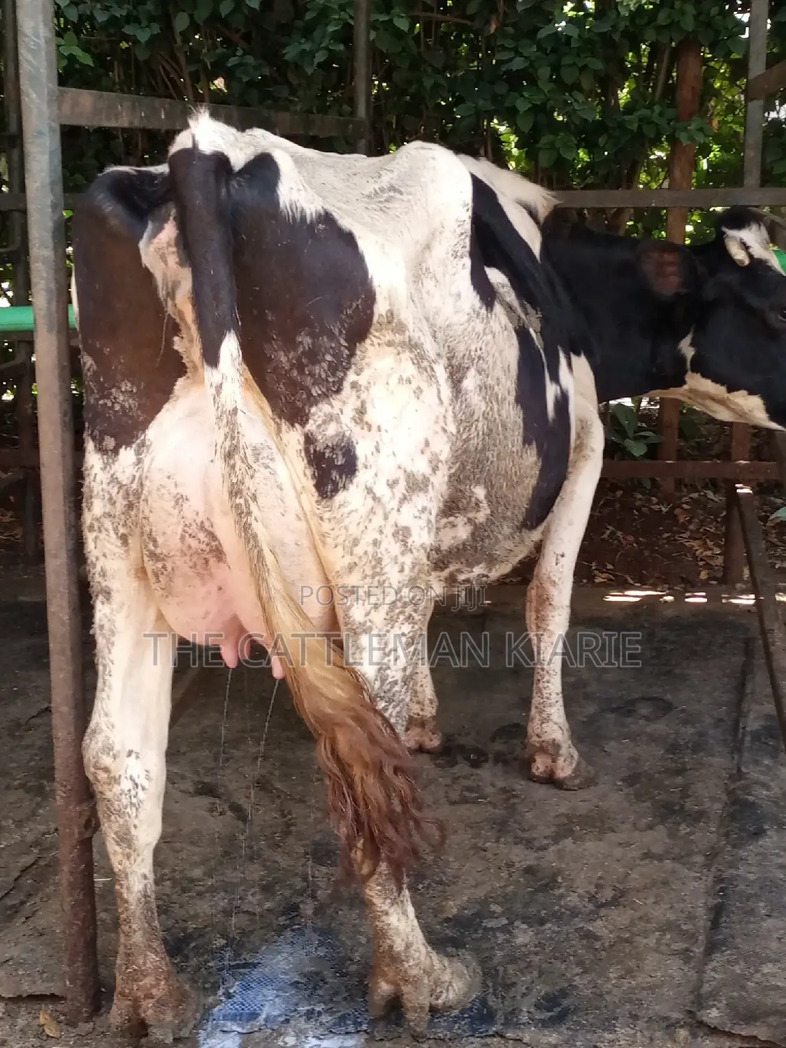 Dairy Cow Friesian Pedigrees