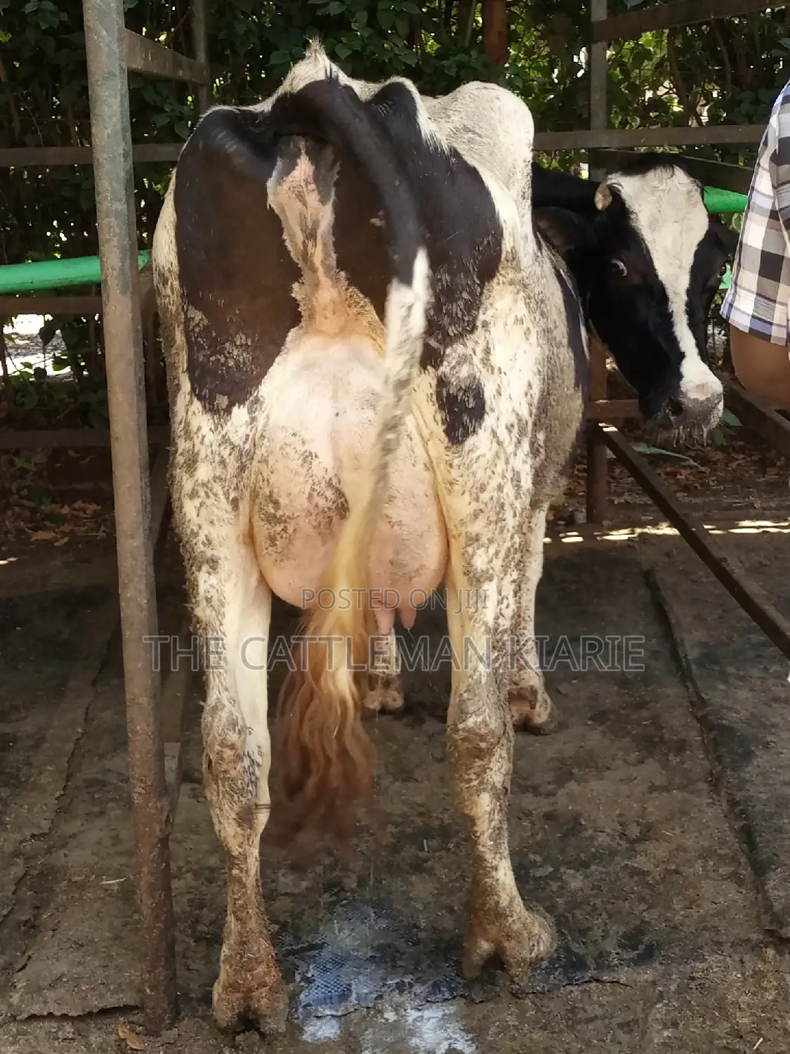 Dairy Cow Friesian Pedigrees