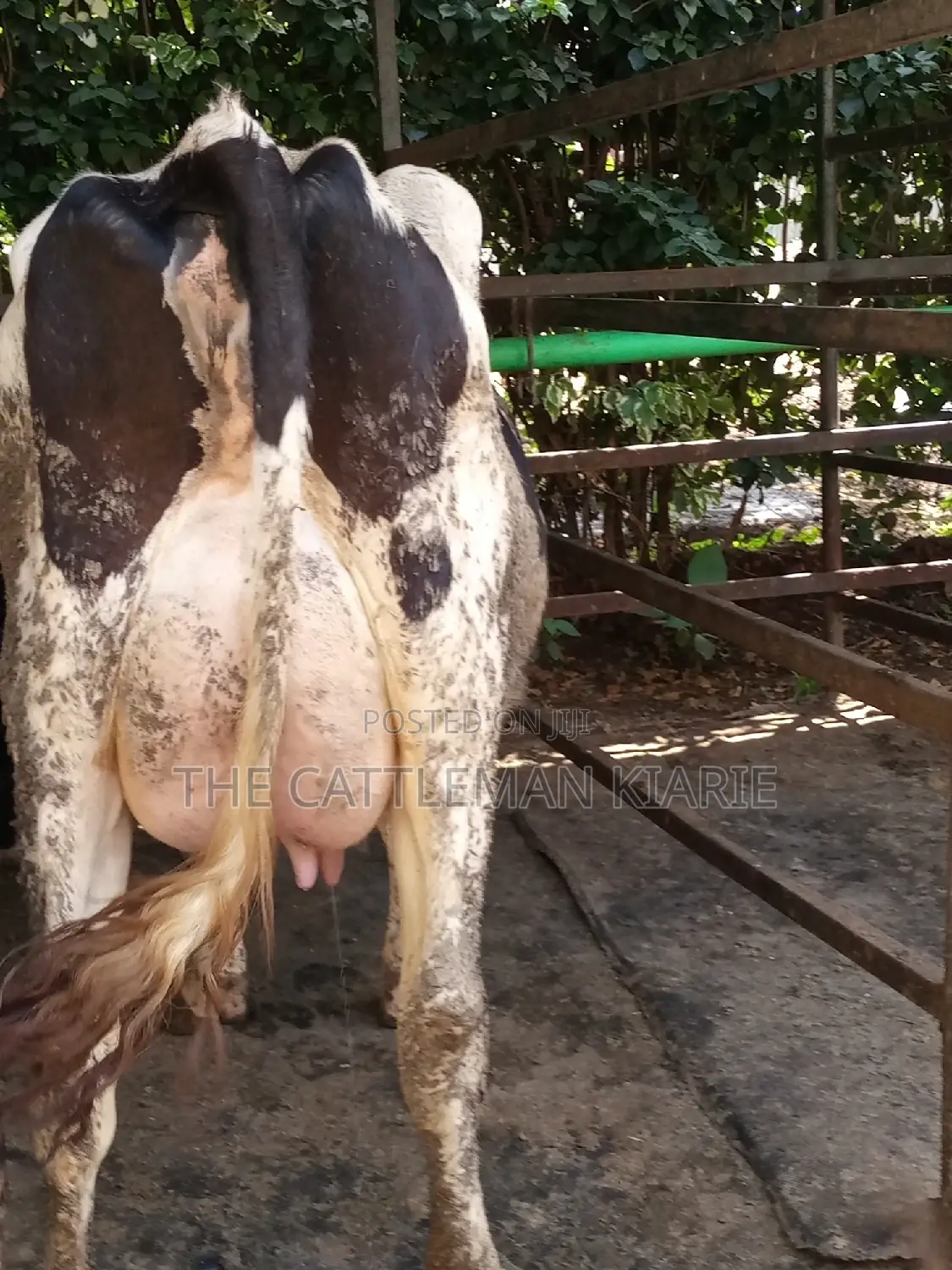 Dairy Cow Friesian Pedigrees